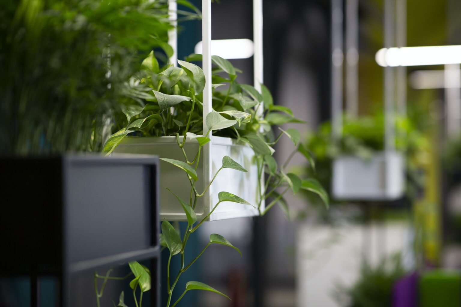 Modern potted evergreen artificial plants used in office