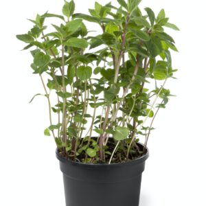 Pot with ginger-mint plant