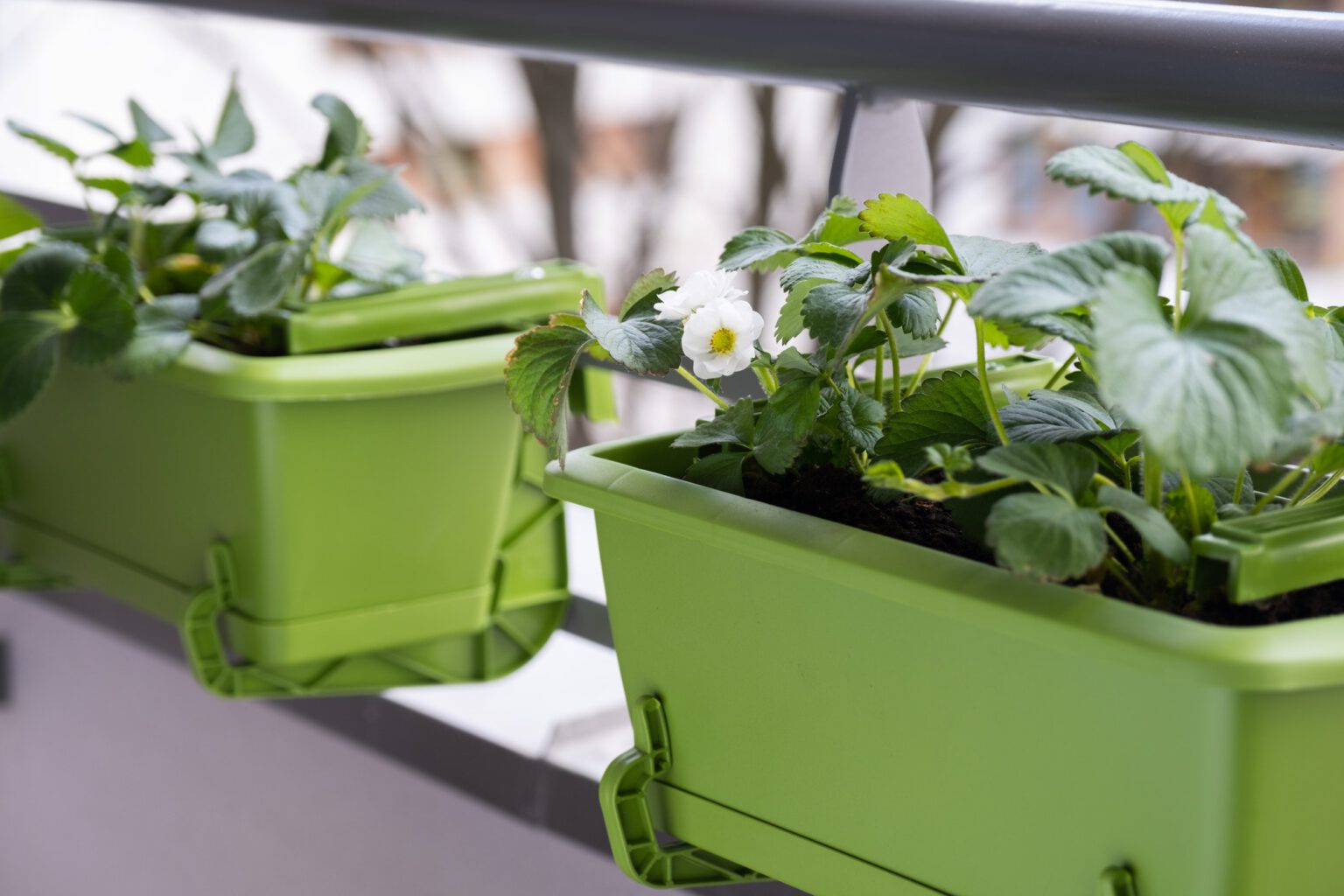 Flowering strawberry plant in pot. Growing strawberries on balcony